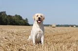 LABRADOR 002
